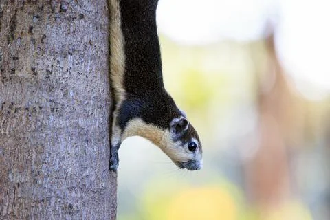Close up shot of squirrel perching on tree trunk in green city park Stock Photos