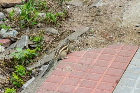A close up shot of a squirrel Stock Photos