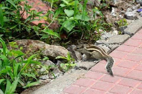 A close up shot of a squirrel Foto stock