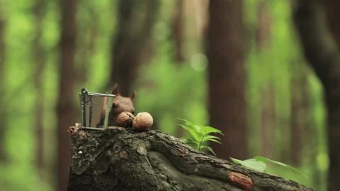 Close-up shot of a squirrel picking a walnut. Stock Footage 165768991