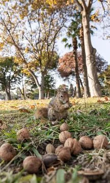 A close-up shot of a squirrel (Sciurus vulgaris) feeding in a vibrant autumn  Foto stock