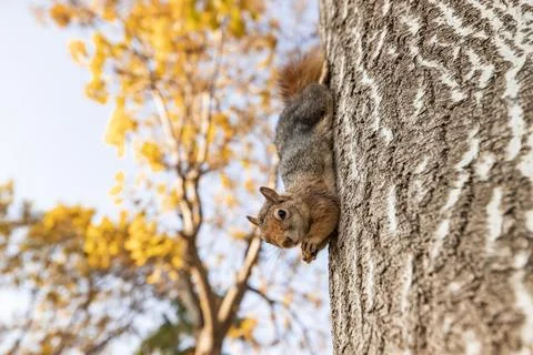 A close-up shot of a squirrel (Sciurus vulgaris) feeding in a vibrant autumn  Stock Photos