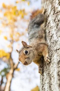 A close-up shot of a squirrel (Sciurus vulgaris) feeding in a vibrant autumn  Stock Photos