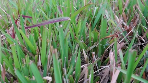 Close up shot of St. Augustine grass. It is a dark green grass with broad, .. Stock Footage 261233387