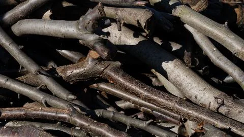 Close-up shot of a stack of pruned wooden branches with textured bark. Fotos Stock