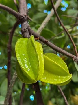 A Close up shot of a starfruit in a tree Stock Photos