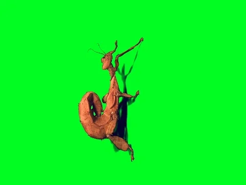 Close up shot of a stick insect in front of a green keyable background. Stock Footage 79938744