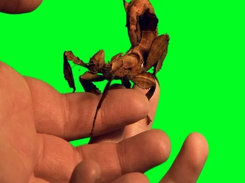 Close up shot of a stick insect in front of a green keyable background. Stock Footage 79938981