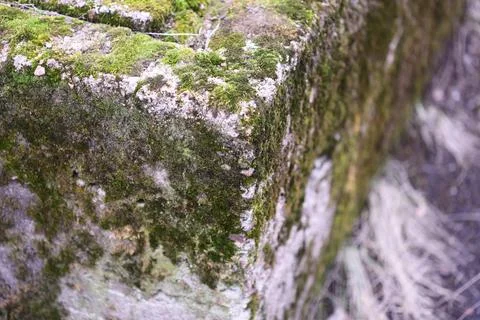 A close-up shot of a stone wall covered in lush green moss Stock Photos