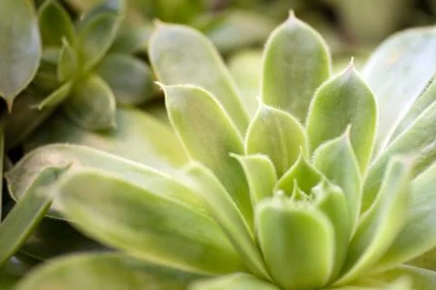 Close up shot of a stonecrop, Echeveria elegans Stock Photos