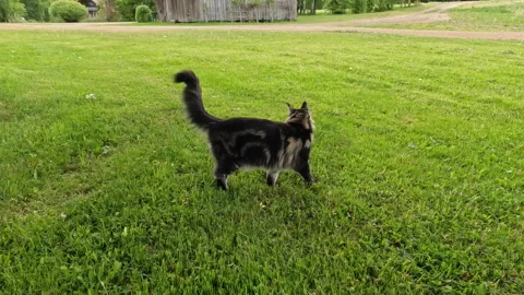 Close up shot of a stray cat getting scared and running away quickly Stock Footage 248589669