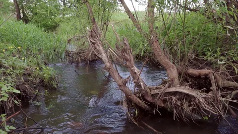 Close-up shot of a stream with clear water. Stock Footage 119064027