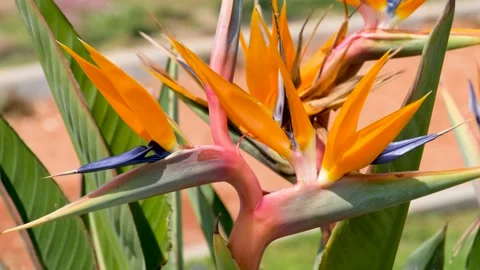Close Up Shot Of A Strelitzia Plant Stock Footage 154196156