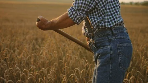 Close up shot of strong male farmer hands mowing the grass with scythes in the Stock Footage 78804193