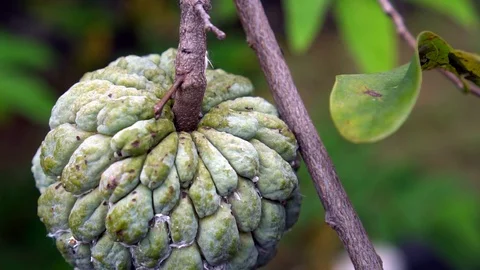 Close up shot of a Sugar Apple Fruit on a tree Vídeos de archivo 115579524