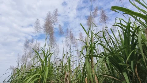 Close up shot of sugar cane flower with blue sky background Stock Footage 311389740