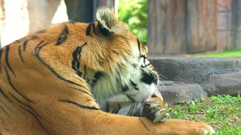 Close up shot of a Sumatran tiger resting on the ground in the enclosure Stock Footage 328072165