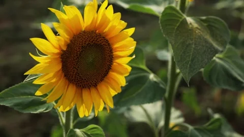Close up shot of sunflower blooming Stock Footage 143938522