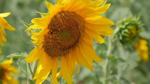 Close Up Shot of the Sunflower Stock Footage 130751321