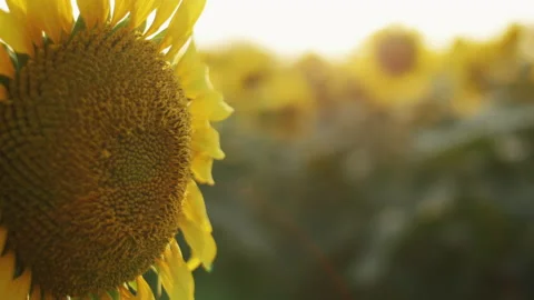 Close up shot of sunflower Vidéo 172324771