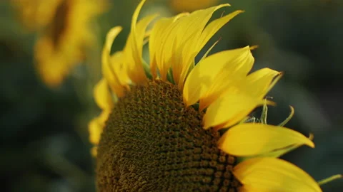 Close up shot of sunflower Stock-Footage 172325387