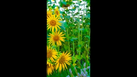 Close-up shot of sunflowers Stock Footage 280084749
