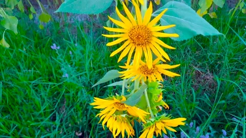 Close-up shot of sunflowers Stock Footage 280084836