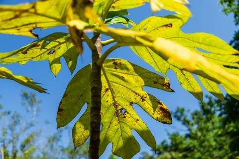 A close-up shot of sunlight filtering through the huge, broad leaves of a b.. Stock-Fotos