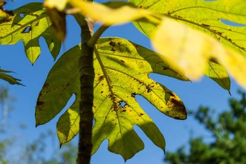 A close-up shot of sunlight filtering through the huge, broad leaves of a b.. 写真素材