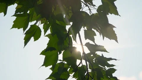Close-up shot of sunlight shining through a forest tree with lush green leaves.  Vídeos de archivo 314584065