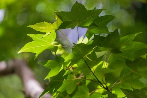 Close-up shot of sunlight shining through leaves Stock Photos