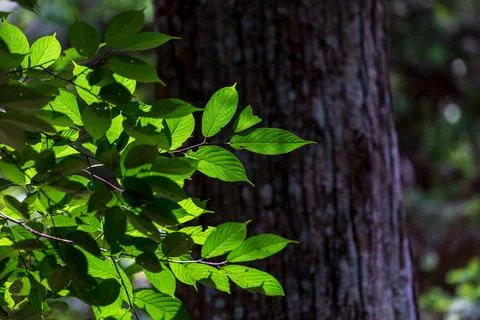 Close-up shot of sunlight shining through leaves Stock Photos