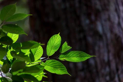 Close-up shot of sunlight shining through leaves Stock Photos