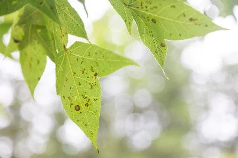 Close-up shot of sunlight shining through leaves Stock Photos