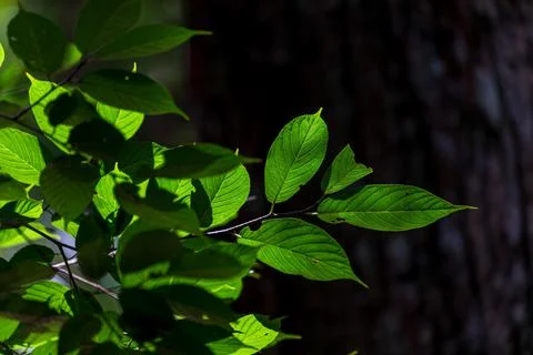 Close-up shot of sunlight shining through leaves Stock Photos