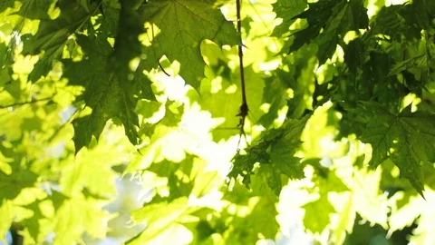 Close up shot of sunshine light through green leaves from the tree in the park. Stock Footage 78208149