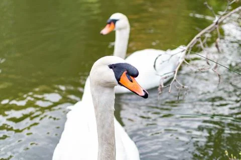 Close up shot of swan while simming on a pond Stock Photos