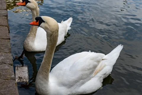 Close up shot of swan while simming on a pond Stock Photos
