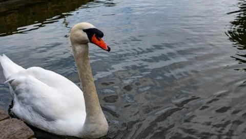 Close up shot of swan while simming on a pond Stock Photos