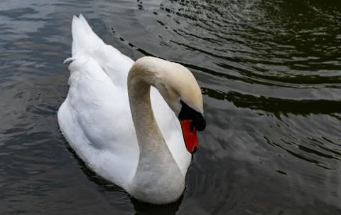 Close up shot of swan while simming on a pond Stock Photos