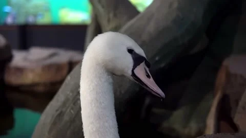 A close-up shot of a swan's head, showcasing its elegant feathers Stock Footage 239380752