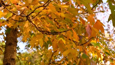 Close Up Shot Of A Swaying Branch Covered With Orange Levaes. Stock Footage 166755767