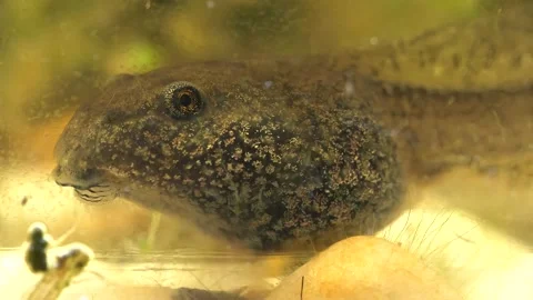 Close up shot of tadpole fish resting on bottom of water in cloudy pond 動画素材 172153618