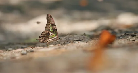 Close-up shot of the tailed jay butterfly (Graphium agamemnon) mud-puddling.. Stock Footage 239781041