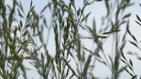 Close up shot of tall grass Stock Footage 99116867