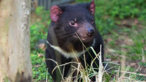 Close up shot of a Tasmanian devil (sarcophilus harrisii) sitting on the Stock Footage 280242651