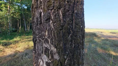 A close-up shot of a textured tree trunk with rough bark in an open landscape Stock Footage 322526503