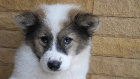 Close up shot of a Thai Bangkaew dog in Stock Video Pond5