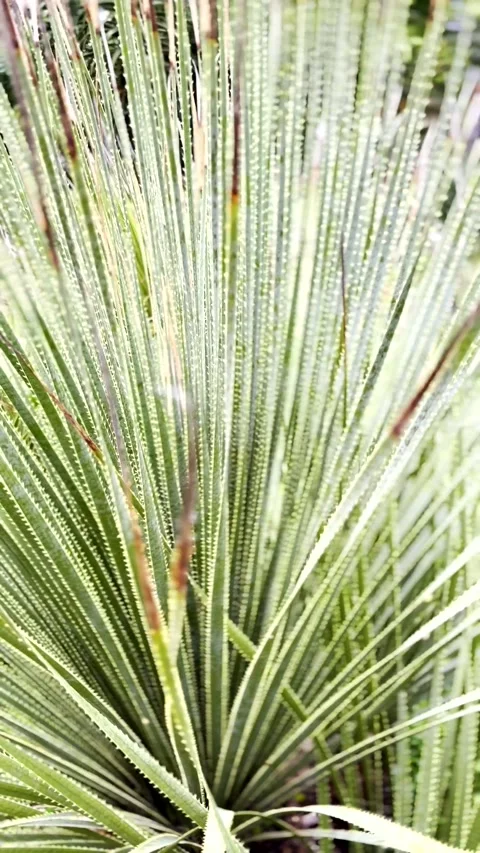 Close up shot of thin succulent leaves swaying gently in soft natural light. Stock Footage 337684209