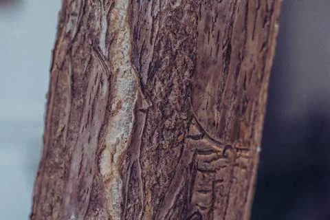 Close-up shot thin tree trunk, surface stem. Wood outer bark. Copy space. Beauty Stock Photos